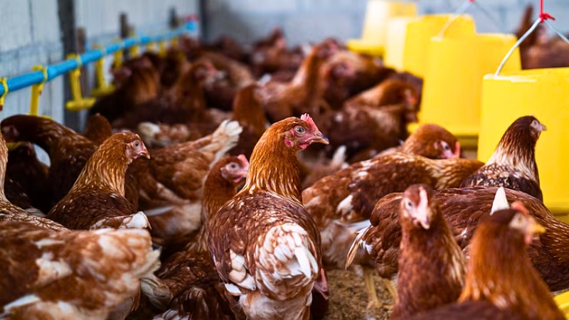 Farmacéuticas y gobiernos ignoran advertencias sobre el H5N1; la falta de acción inmediata recuerda errores cometidos antes de la pandemia de COVID-19.